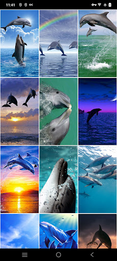 Screenshot Dolphin Wallpapers