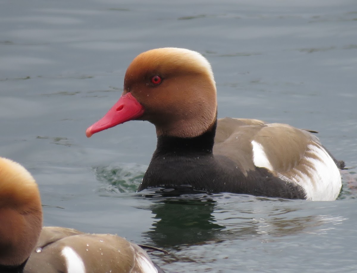 Red-crested Pochard