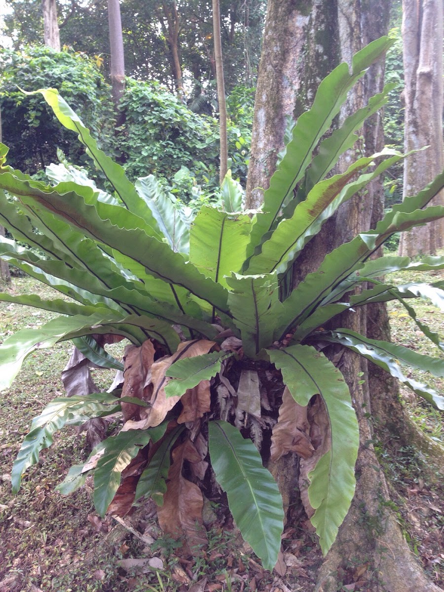 Bird's Nest Fern