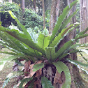 Bird's Nest Fern