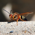 Cicada Killer Wasp (Cicada Hawk)