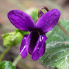 Wood violet