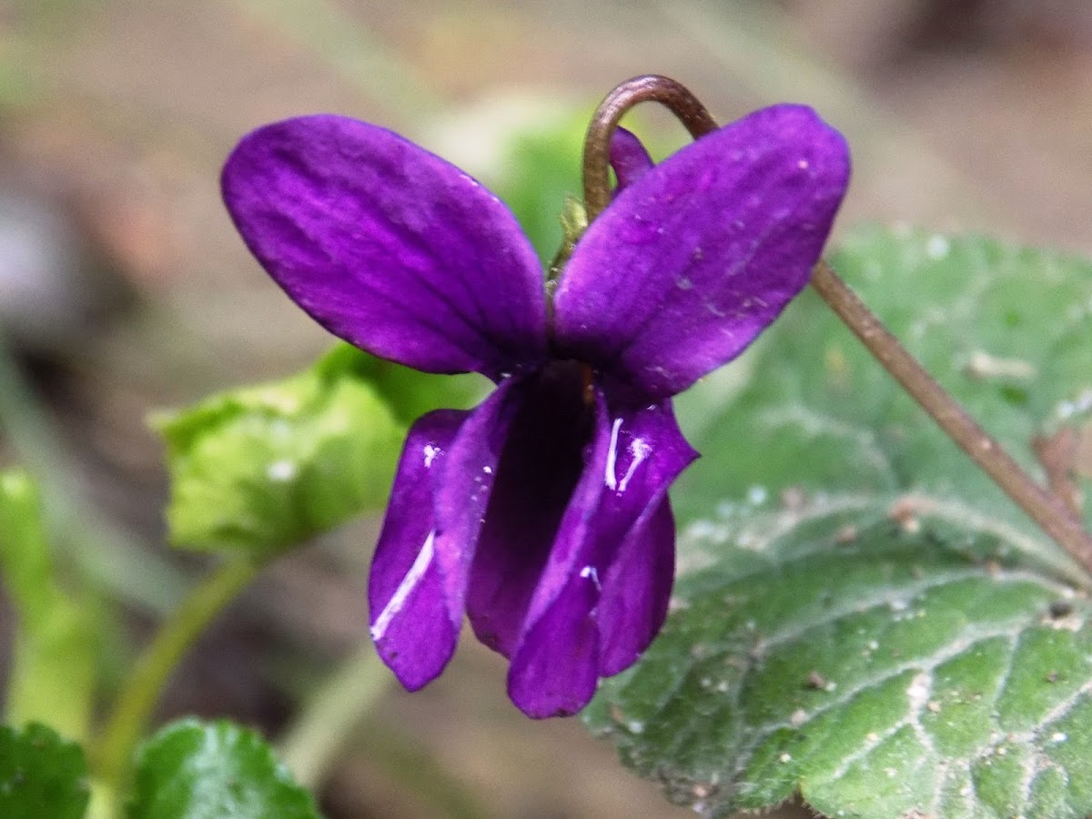 Wood violet