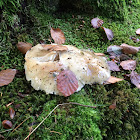 Porcelain fungus