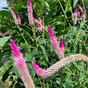 Flamingo Feather Flower