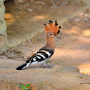 Eurasian hoopoe