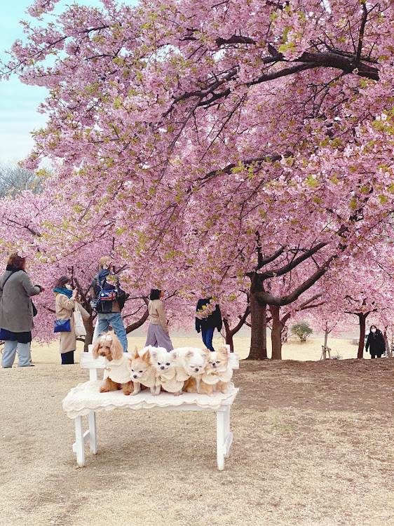 シビックタイプRのドライブ・河津桜・花旅・nikonに関するカスタム事例の投稿画像6枚目