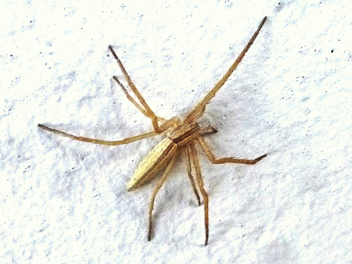 Slender running crab spider