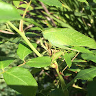 Katydid