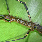 Stick Insect, Phasmid - Female