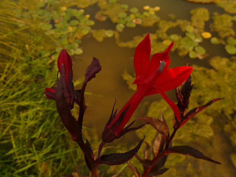 Water flowers. di T.