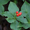 Bunchberry (Dwarf Dogwood)