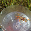 Eastern Lubber grasshopper