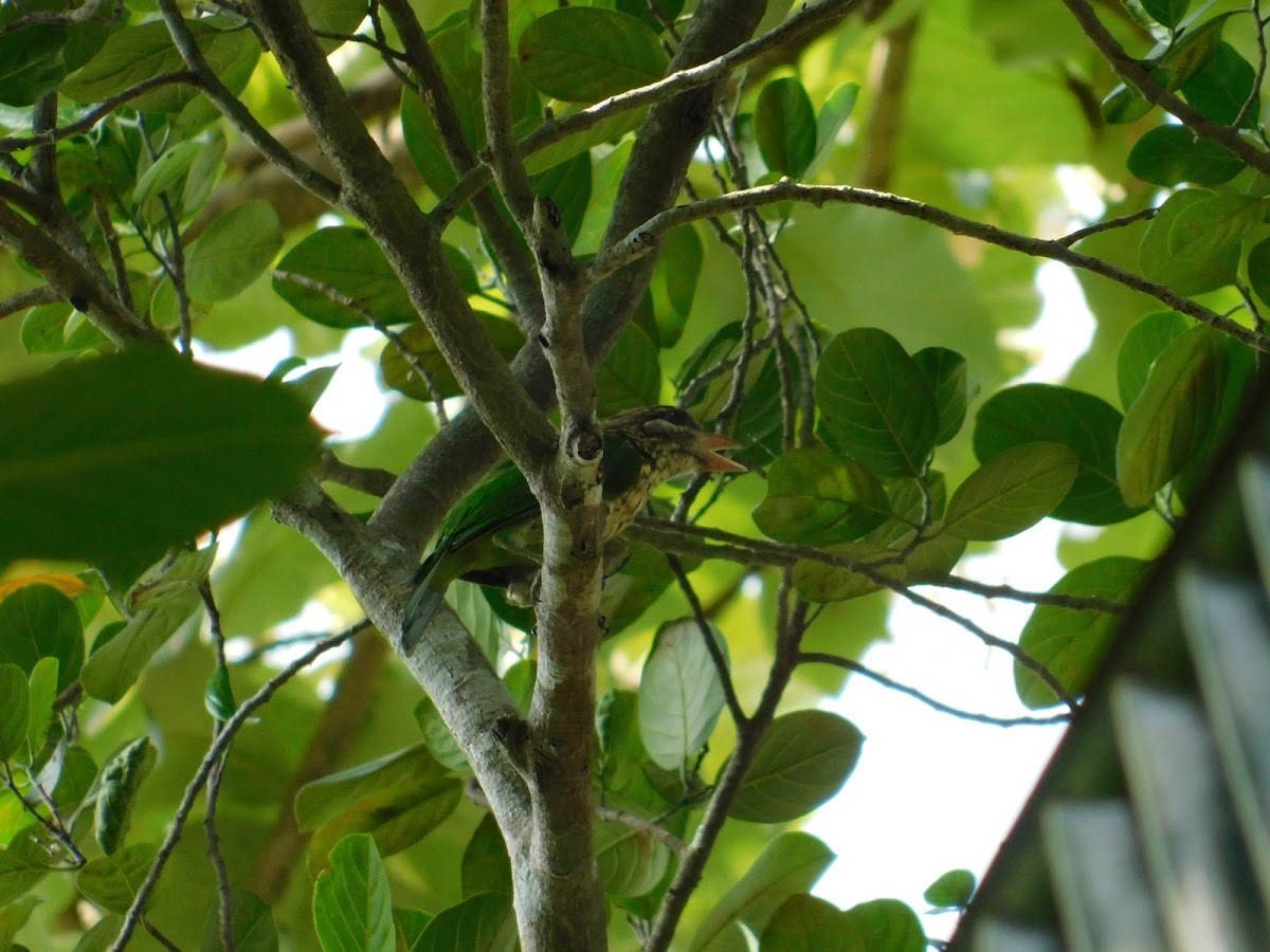 white-cheeked barbet