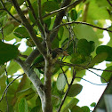 white-cheeked barbet