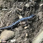 White-Spotted Slimy Salamander