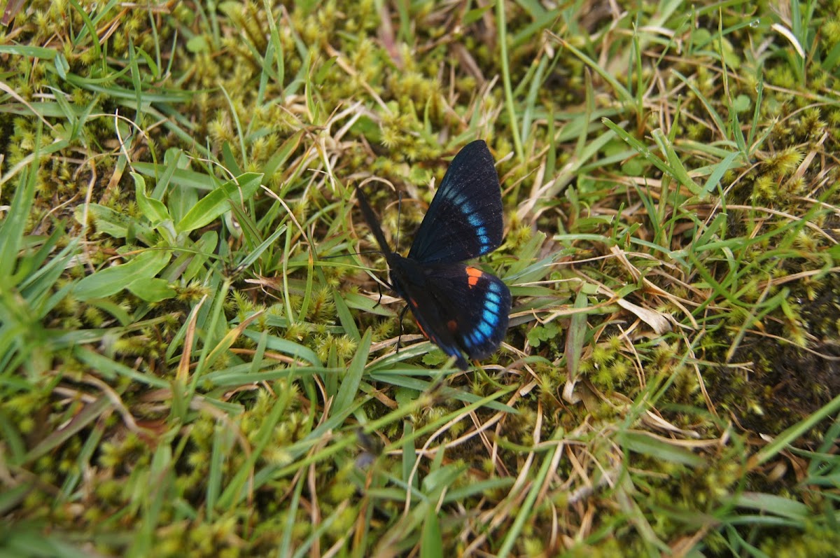 Bellona metalmark