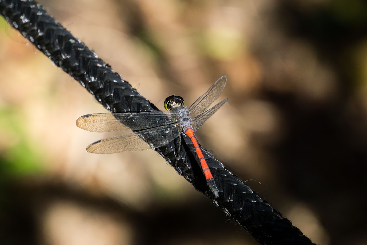 Asiatic blood tail