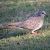 Spotted Dove