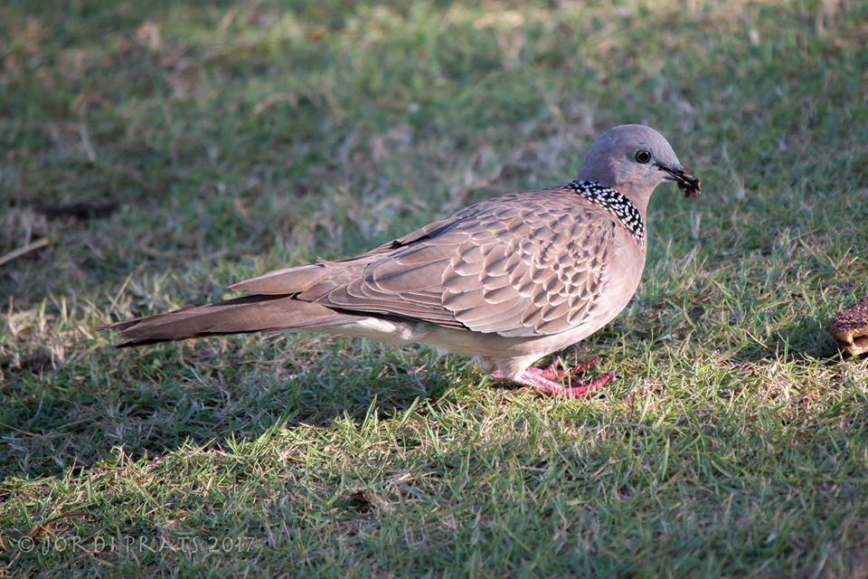 Spotted Dove