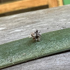 Debris Carrying Lacewing Larva