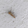 Ailanthus Webworm Moth