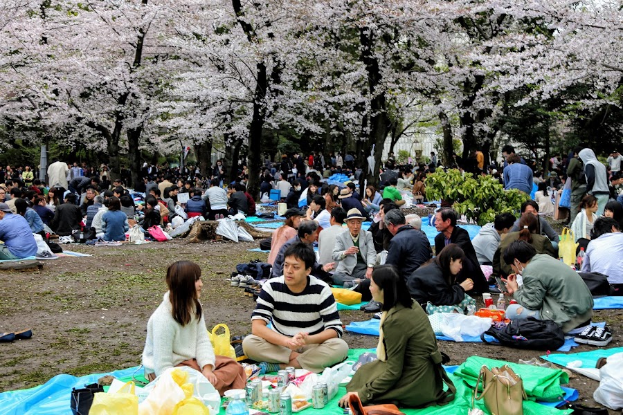 Hanami w parku Ueno