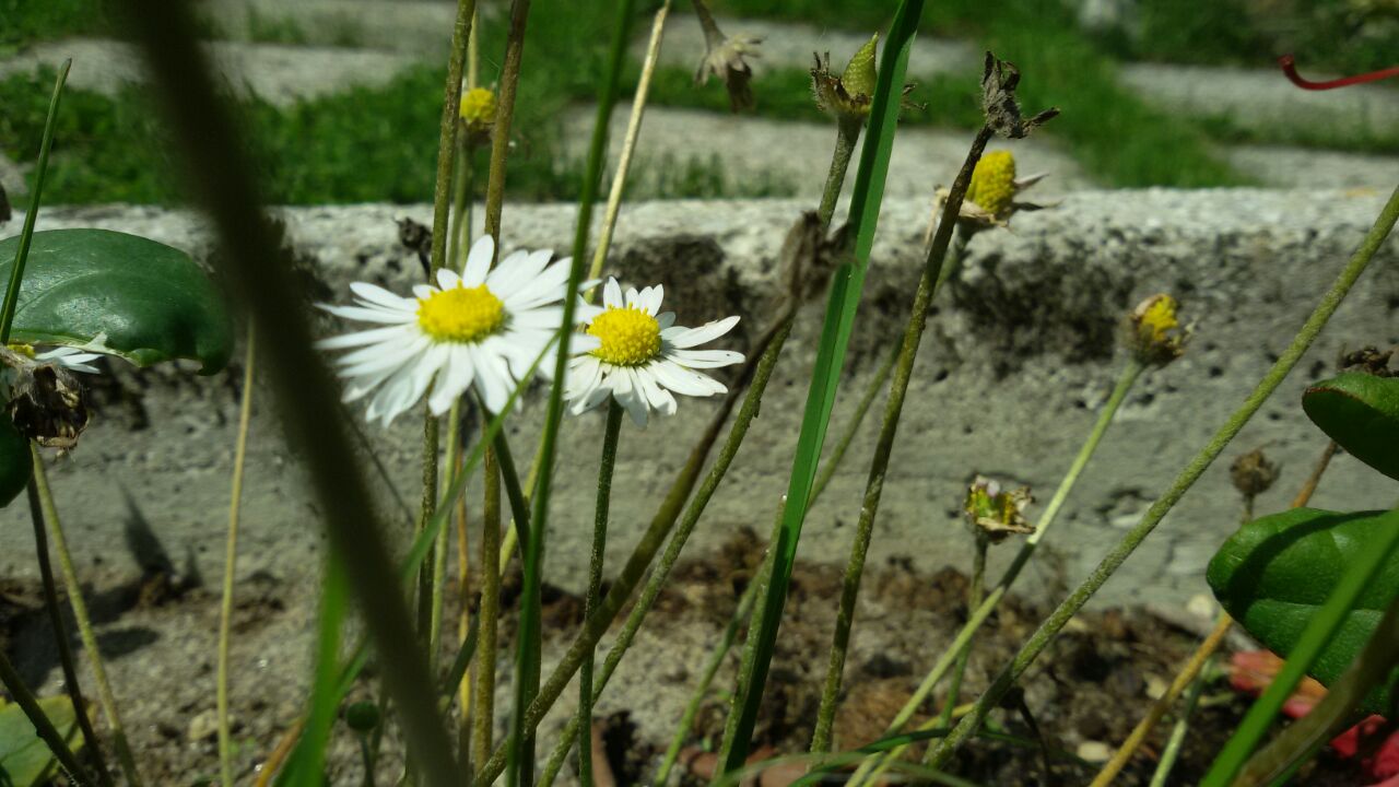 e odio e ti amo e poi amo e ti odio di Valentine Fiori