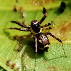 Jumping spider