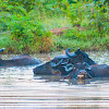 Asian Water Buffalo (wild)