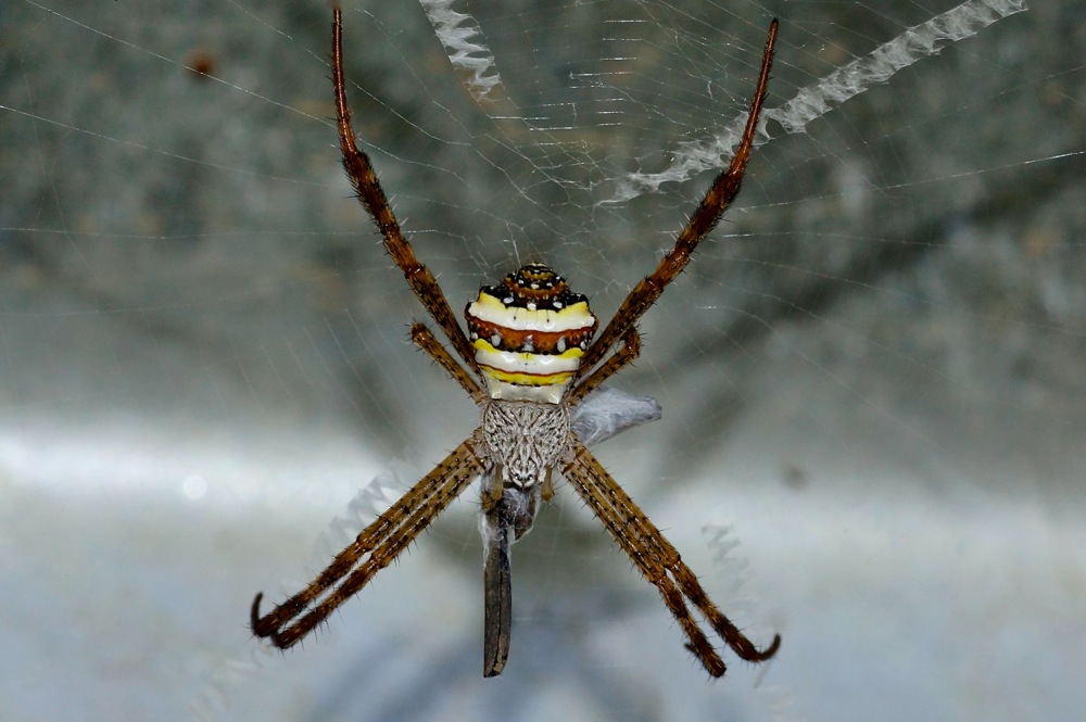 St Andrew's Cross Spider