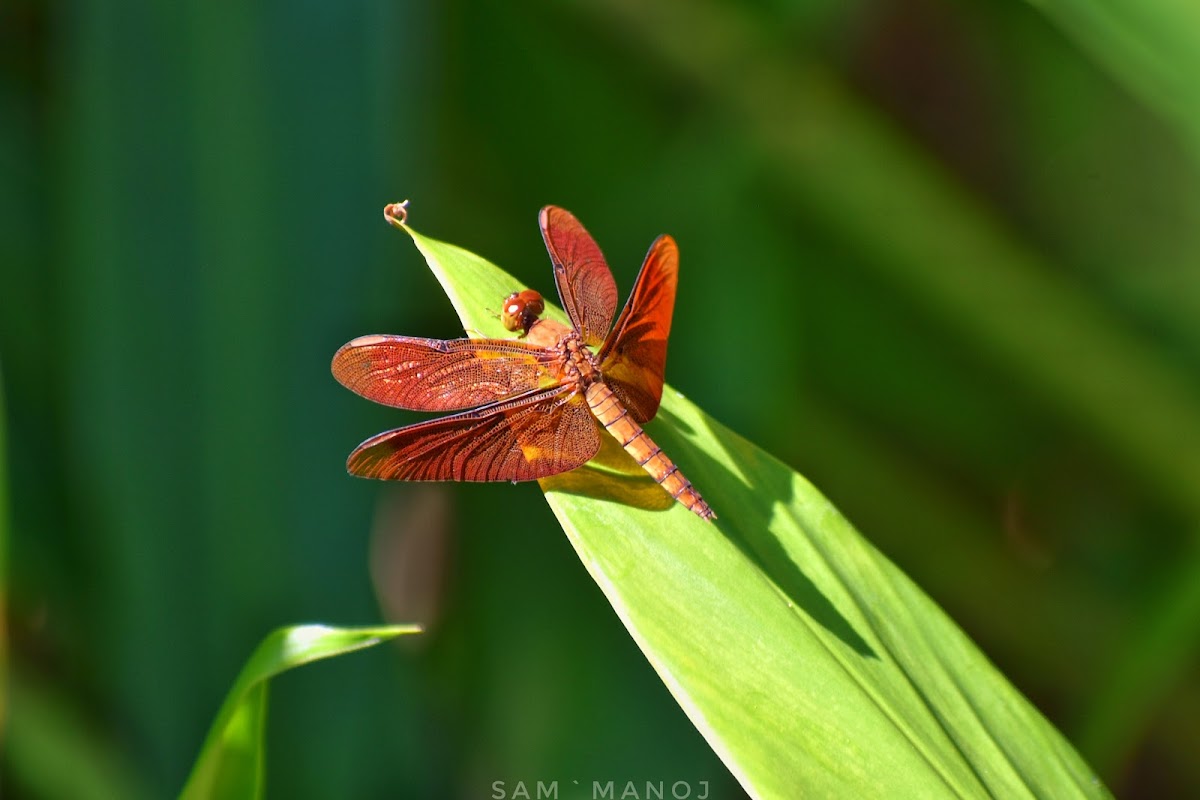 Fulvous Forest Skimmer