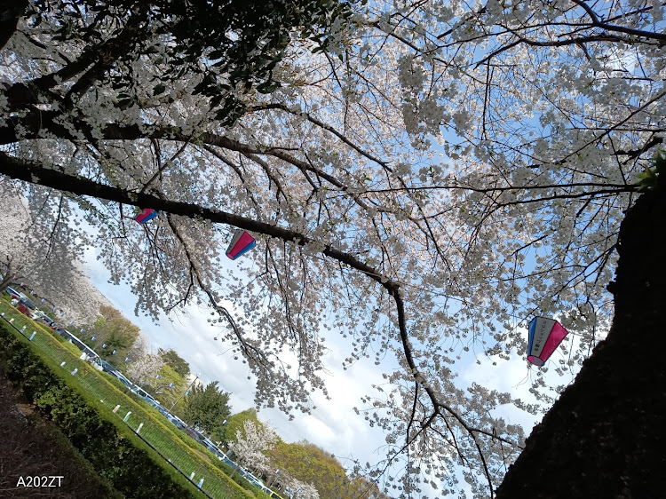 エッセの館林市役所・愛車と桜のコラボ・いつもイイね＆コメントありがとうございます(*´▽`人)♡・散り始めの桜・ハシボソカラスに関するカスタム事例の投稿画像3枚目