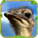 Download Furious Ostrich Simulator For PC Windows and Mac 1.0