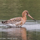 Black-tailed Godwit