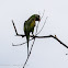 Red-breasted Parakeet