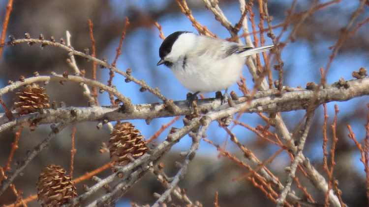 エクストレイルの真冬の『メルヘンの丘』・にわか『野鳥カメラマン』😁に関するカスタム事例の投稿画像3枚目