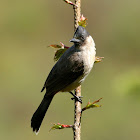 Sooty-headed Bulbul