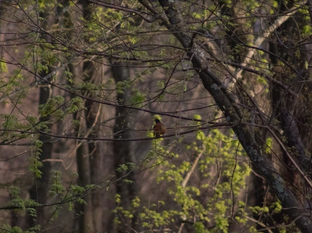 American robin