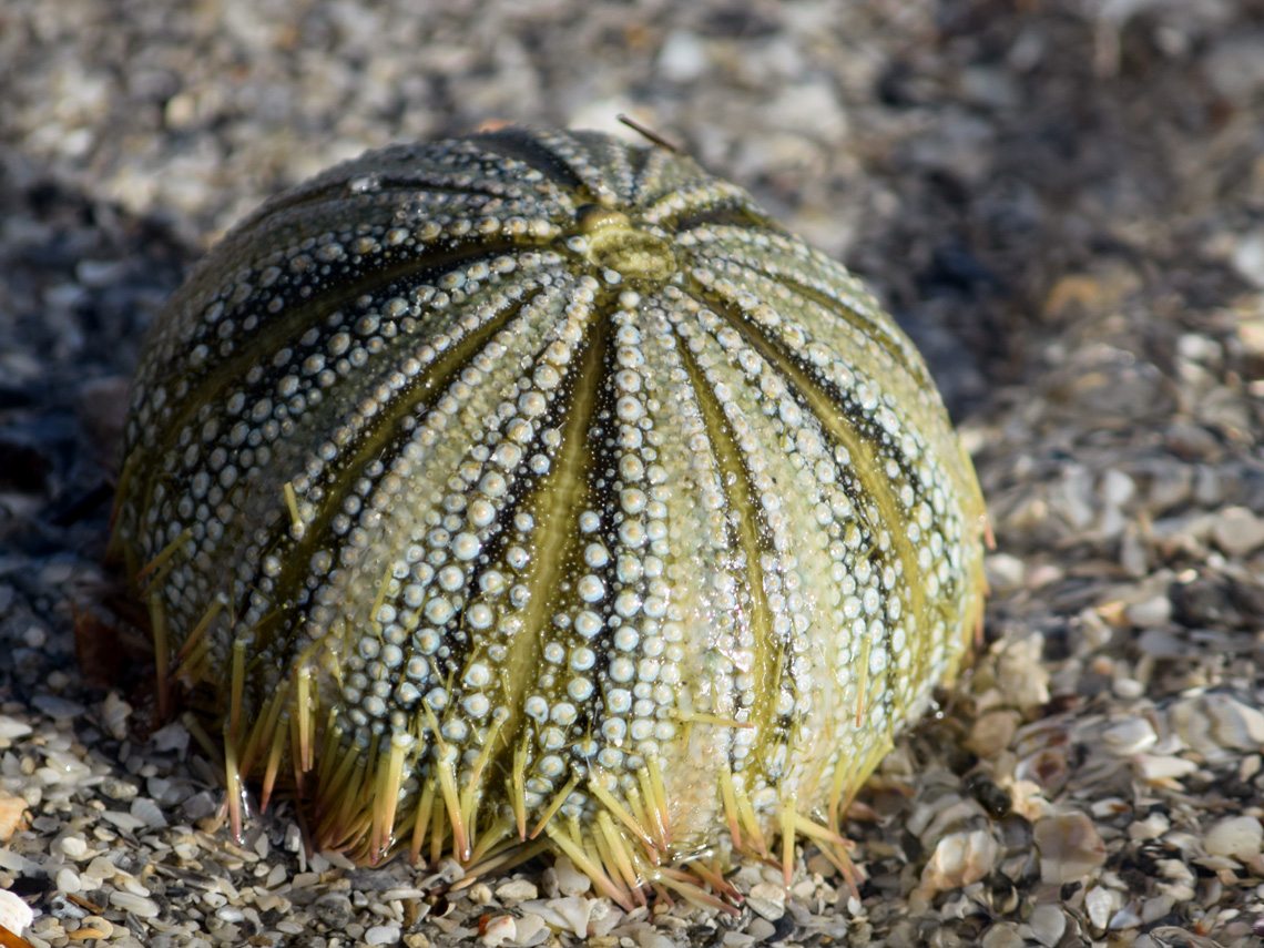 Veriegated Sea Urchin (test)