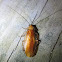 Fulvous Wood Cockroach
