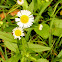 Common Daisy