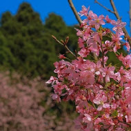 山上人家森林農場