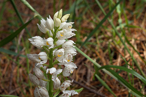 Cephalanthera longifolia