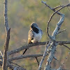 Namaqua dove