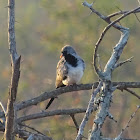 Namaqua dove