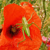 Speckled bush-cricket. Grillo de arbustos