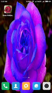 Rose Wallpaper HD(圖5)-速報App