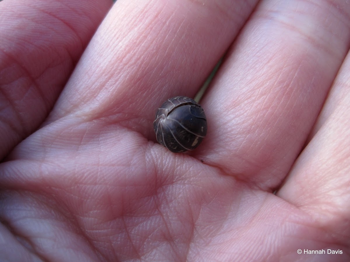 Pill bug