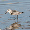 Sanderling